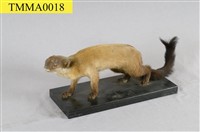 Formosan Yellow-throated Marten Collection Image, Figure 11, Total 12 Figures
